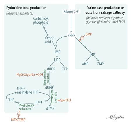 pyrimidine synthesis