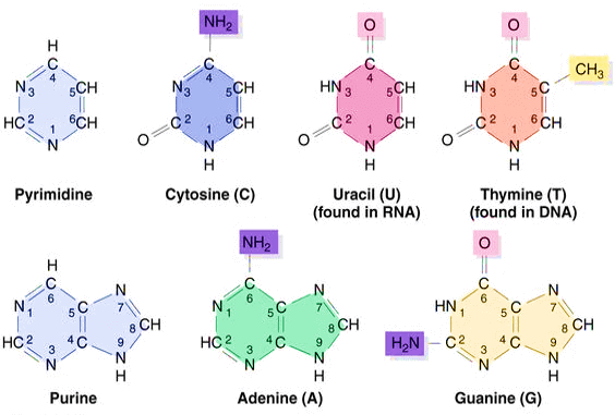 purine and pyrimidine nucleotides