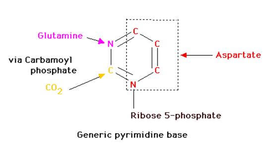 purine and pyrimidine nucleotides