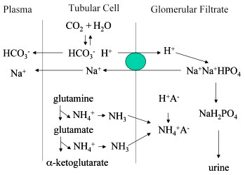 urinary buffers