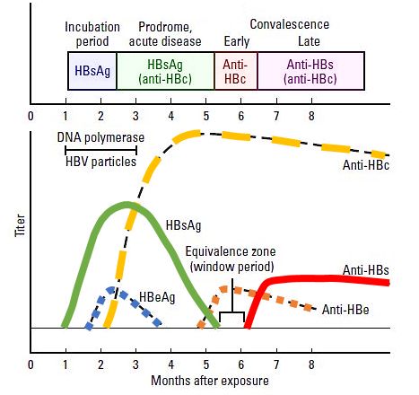 Interpreting Hepatitis B Serology In 5 Easy Steps | Epomedicine