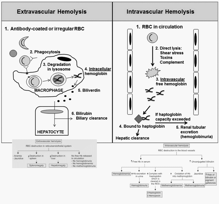 intravascular and extravascular hemolysis