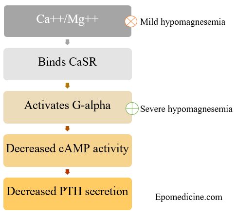 pth magnesium