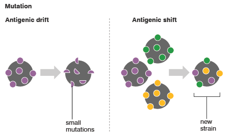 Antigenic Shift And Drift Epomedicine