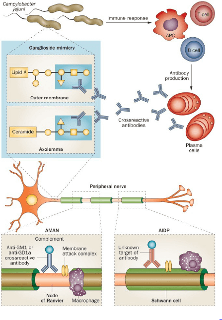 gbs pathophysiology