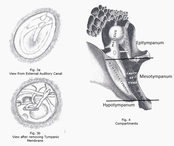 ear ossicles and compartments
