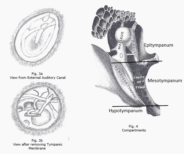 Anatomy Of Middle Ear