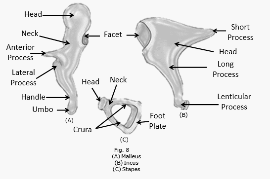 ear ossicles