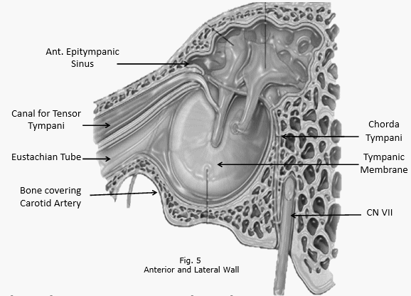 middle ear anterior lateral wall