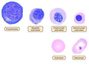 erythropoiesis morphology