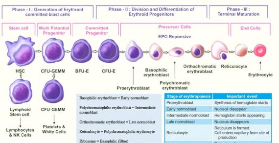 Fever and Rash : Mnemonic Based Approach | Epomedicine