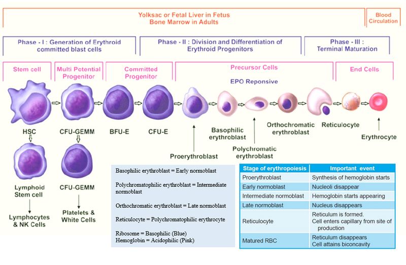 erythropoiesis