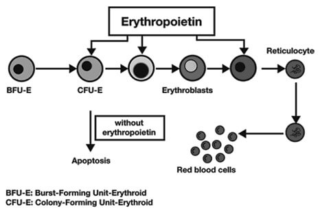erythropoietin mechanism