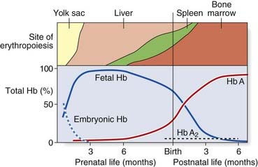 Erythropoiesis Simplified Epomedicine