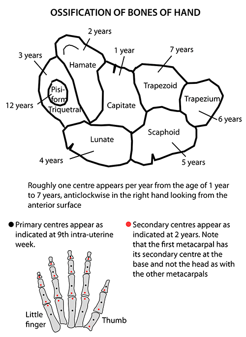 carpal bones ossification