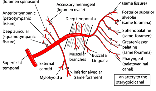 Mathes and Nahai Classification of Muscle Flap based on Vascular ...