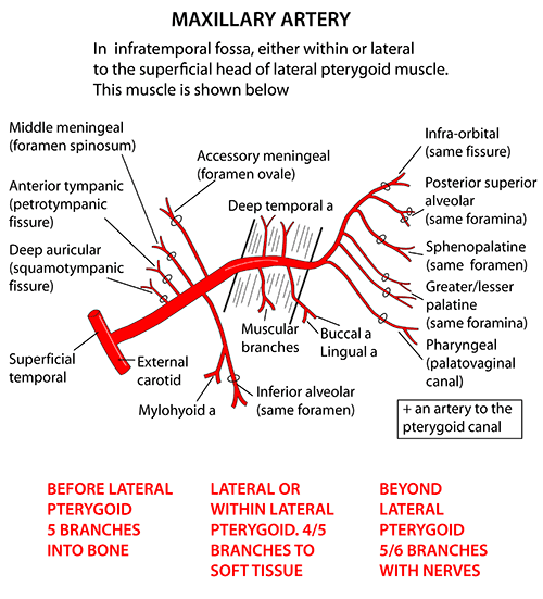 internal carotid artery branches mnemonic