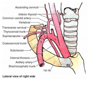 Branches of Subclavian artery : Mnemonic | Epomedicine