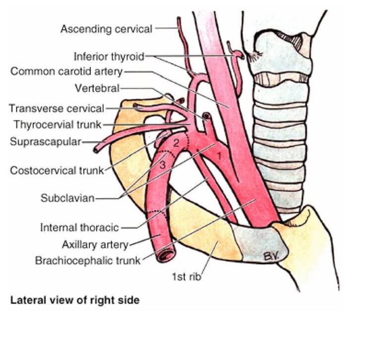 subclavian artery branches
