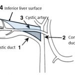 Lymph node levels of Neck | Epomedicine