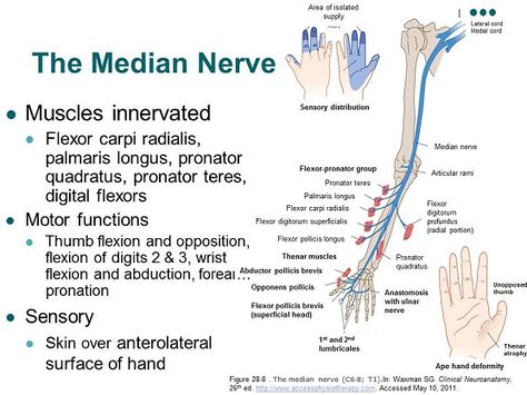 median nerve forearm