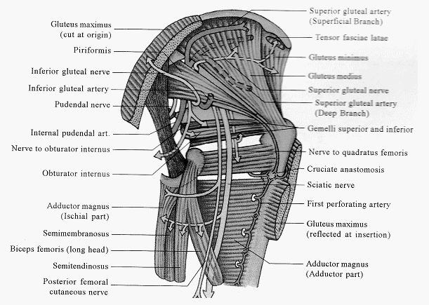 sciatic foramen