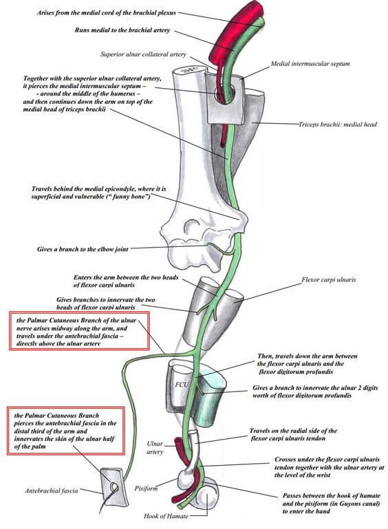 ulnar nerve course