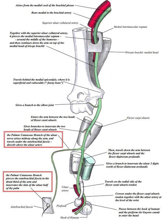 ulnar nerve anatomy hand