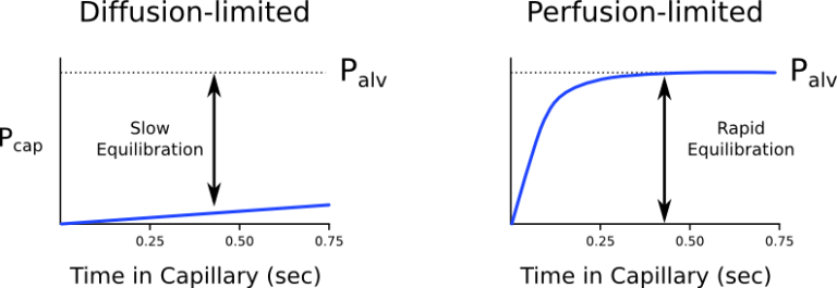 perfusion-and-diffusion-limited-gas-exchange-epomedicine