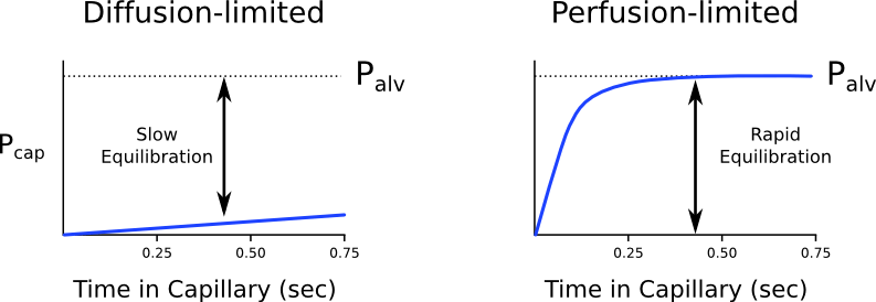 Diffusion Vs Perfusion Limited Gas Exchange