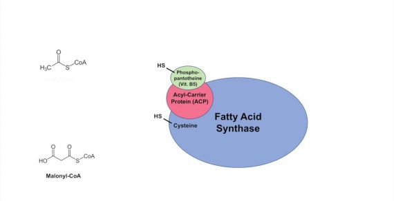 FA synthase