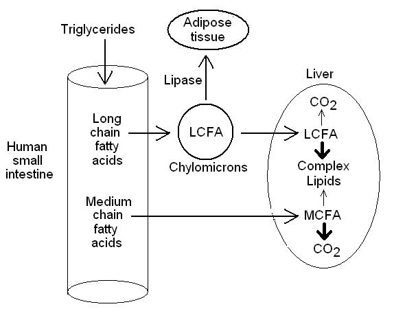 Fatty Acid absorption