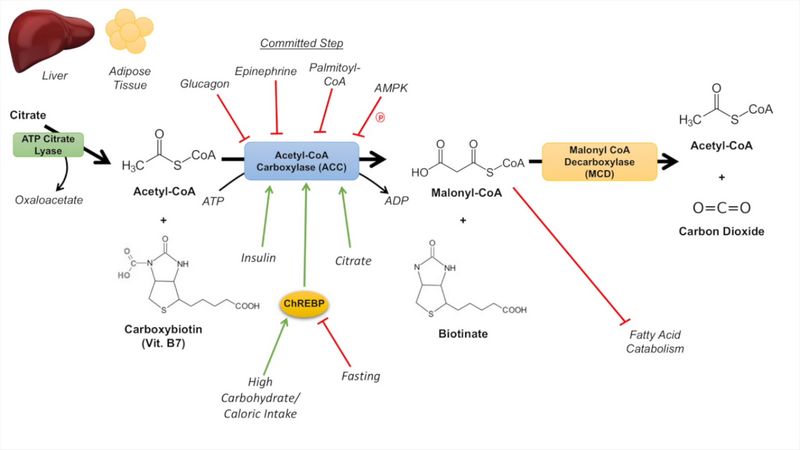 acetylcoa carboxylase