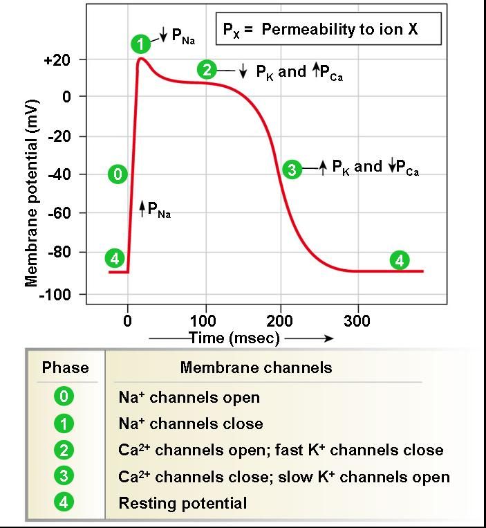 Cardiac Conduction System Steps