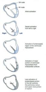 Physiology of Conducting System of Heart | Epomedicine