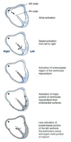 cardiac impulse spread