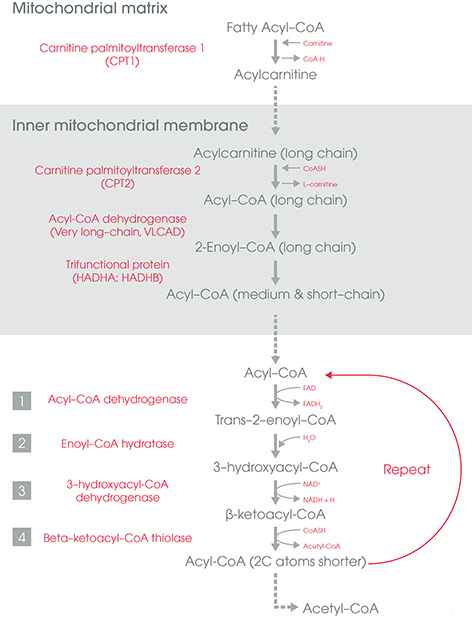 fatty-acid-oxidation