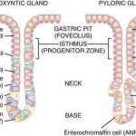 gastric glands