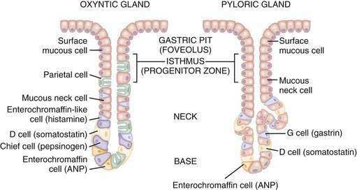 gastric glands