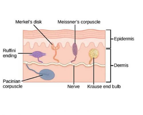 mechanoreceptors