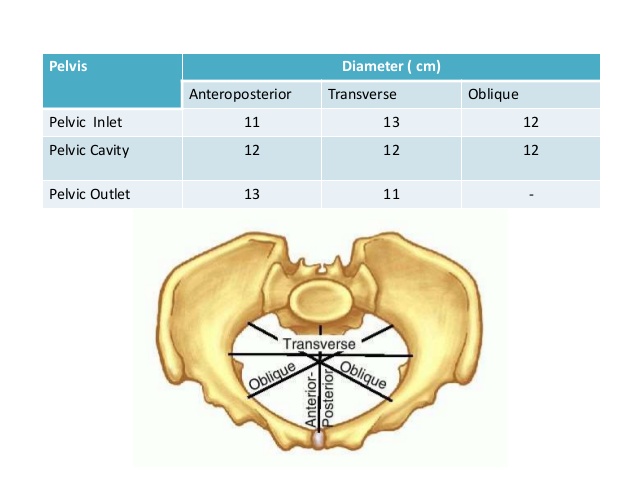 true pelvis inlet