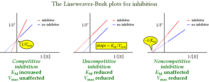 inhibition_Lineweaver_Burk