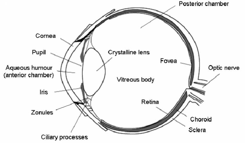 eye schematic