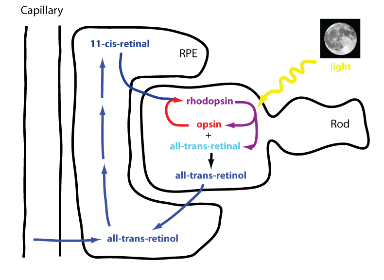 rhodopsin cycle animation