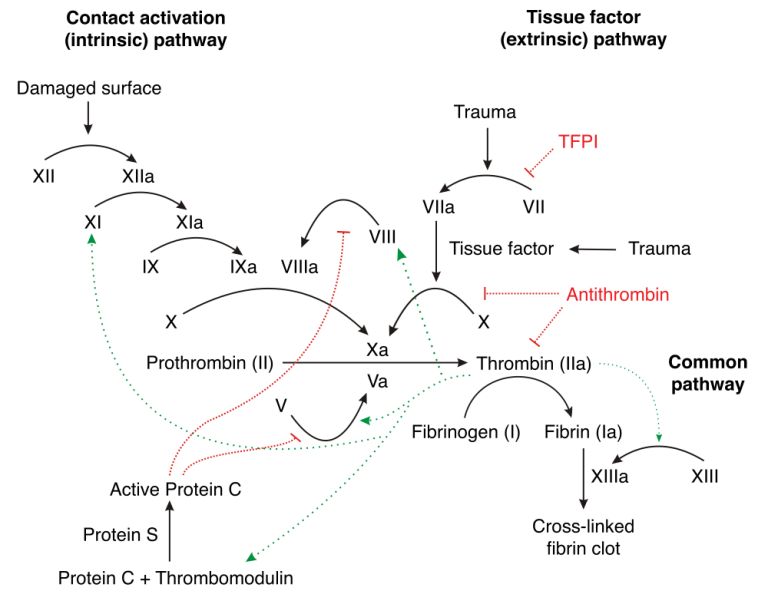 Protein C and S pathway Mnemonic Epomedicine