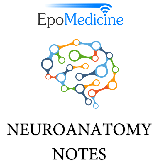 Free neuroanatomy notes
