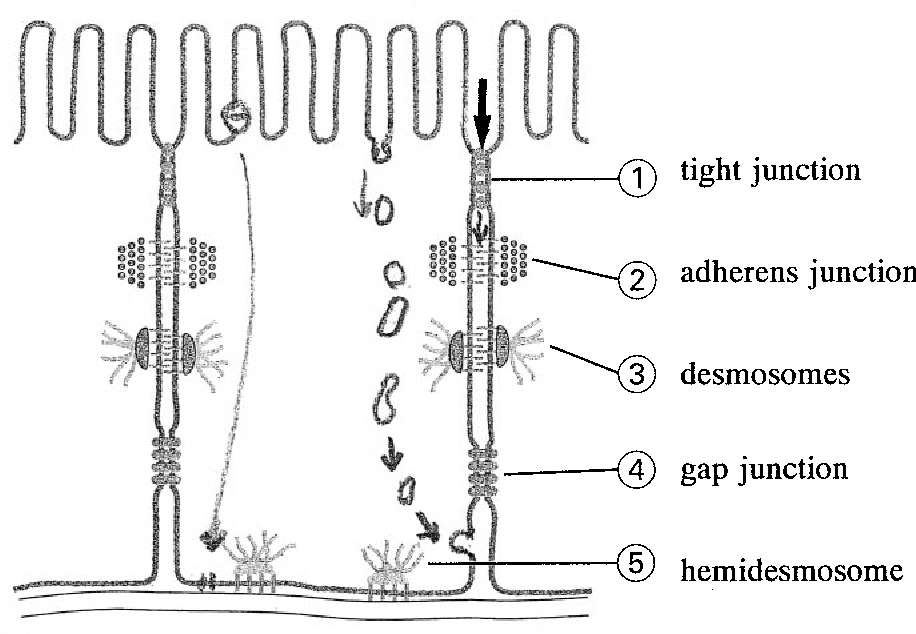 Intercellular junction