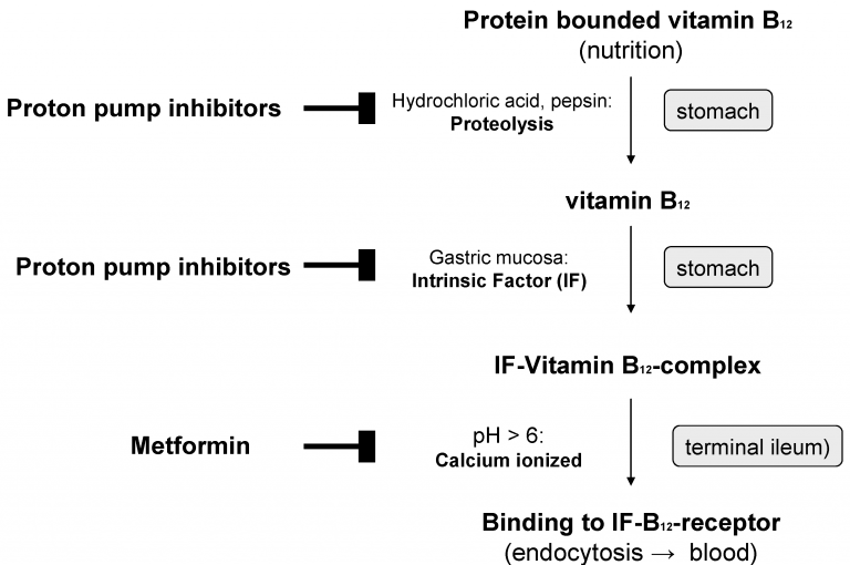 Vitamin b12 dissertation 04 picture