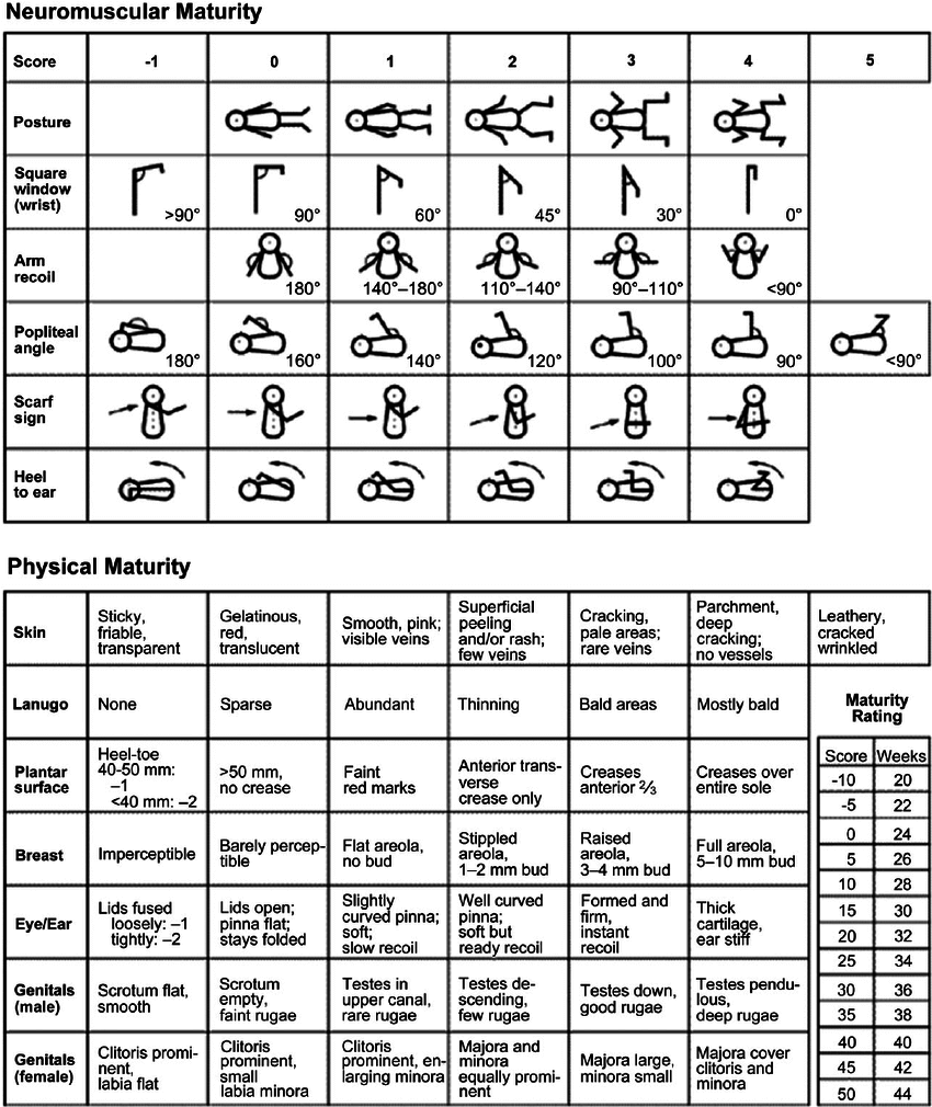 Ballard Dubowitz Gestational Age Assessment Chart