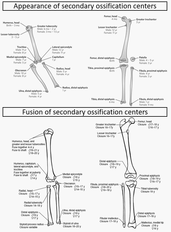 Appearance and union of ossification centers in long bone